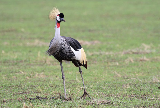 ホウジロカンムリヅル